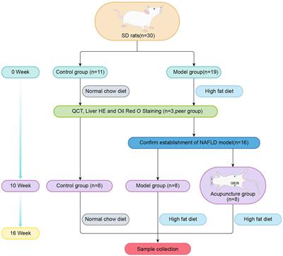 Acupuncture improved hepatic steatosis in HFD-induced NAFLD rats by regulating intestinal microbiota